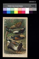 帝雉鳥類彩色版畫 (德文版 石版印刷 1890)藏品圖，第2張